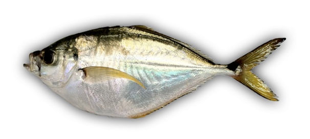 Peixe-Congelado-Palombeta-Inteiro-Vitamar-1kg