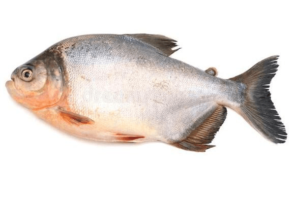 Peixe-Tambaqui-Inteiro-com-Cabeca
